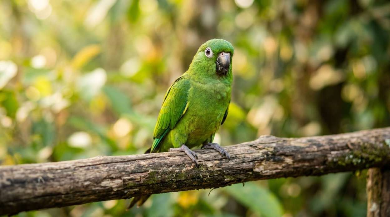 Green conure with bright eyes sitting on a wooden perch, perfect for cute parrot names like Kiwi or Pip